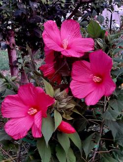 Sadnice - žbunaste vrste: Hibiscus Orias – sadnica 60+cm